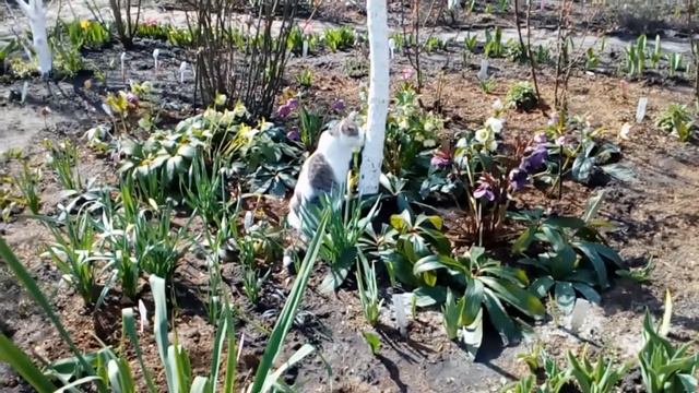 Всем доброго солнечного утра!👋👋💚♥❤💙☀☀☀Я уже 🐈 проверяю работу шмелей😁😀☺! смотреть онлайн