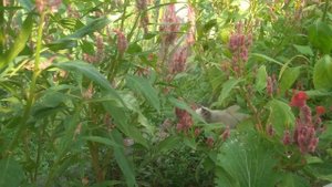 cute kitten videos (p16)