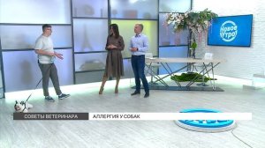 Аллергия у собак