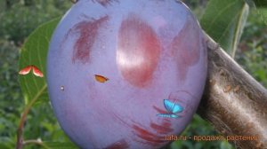 Слива обыкновенная Стартовая (prunus domestica) ? обзор: как сажать, саженцы сливы Стартовая