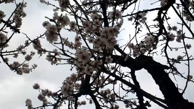 ? ЦВЕТЕНИЕ МИНДАЛЯ [ Шикарный вид! ] Март2020. Весна в Южном, Одесская область.#1 смотреть онлайн