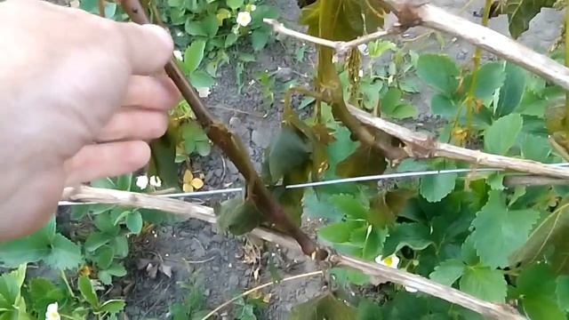 Заморозок 11 мая: последствия и выводы смотреть онлайн