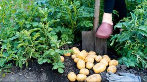 Оказывается для отличного урожая картофеля нужно просто добавить опилок