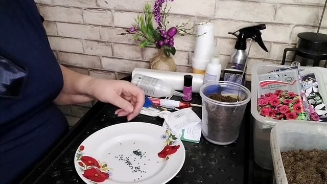 13.02.2023. Посев крупного лука Эксибишен??? смотреть онлайн