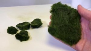 How To Use Cladophora Marimo Moss Balls in an Iwagumi Aquascape