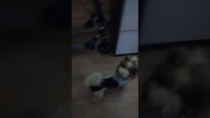 Как научить собаку команде место?