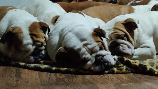 Английский бульдог. Крепкий сон. смотреть онлайн