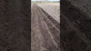 фреза з окучниками за трактором т40АМ