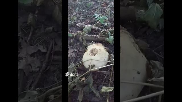 ?ПО ГРИБЫ 10.09.2022 г.?