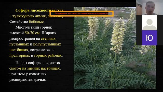 Сенокосы и пастбища Кормопроизводство