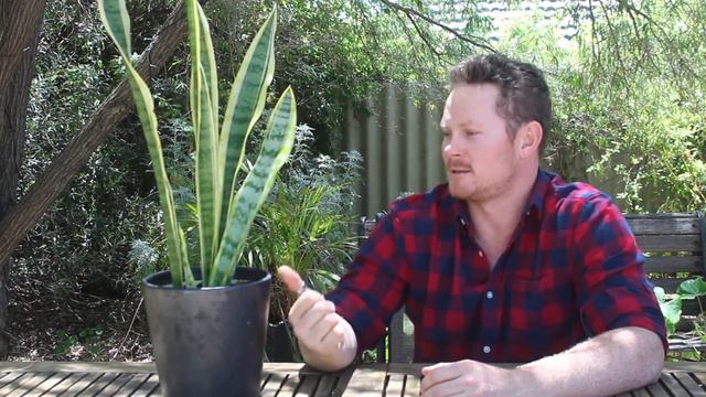 Best Indoor Plants - Sansevieria / Mother In-Laws Tongue