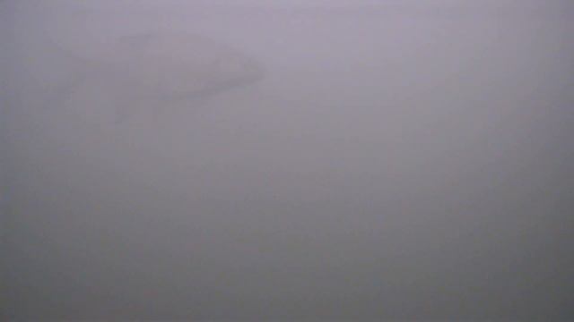 Поиск рулит! Нашел заветную лунку и началось веселье. Рыбалка мечты! смотреть онлайн