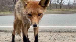 Что едят лисы? Колючие деревья, цветы и бурное Японское море... Владивосток, остров Русский.