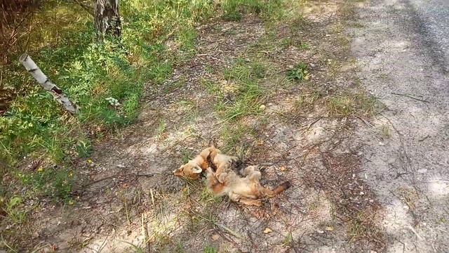 Памятка для пешеходов смотреть онлайн