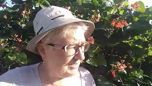 3-4 августа. Опять температура. Начинаю паниковать, а нельзя! Огурцы, помидоры, тыквы радуют. смотреть онлайн