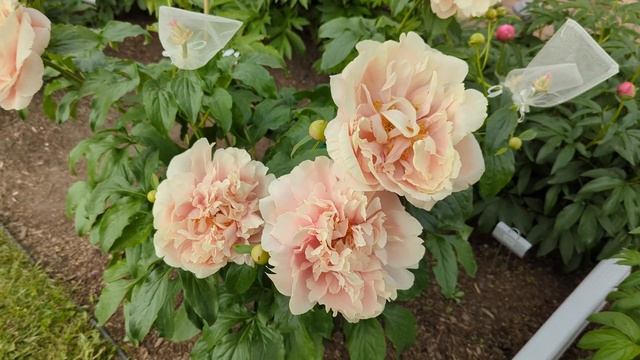 2022 Bloom Season - Pastelorama (Seidl / Bremer, 2013) смотреть онлайн