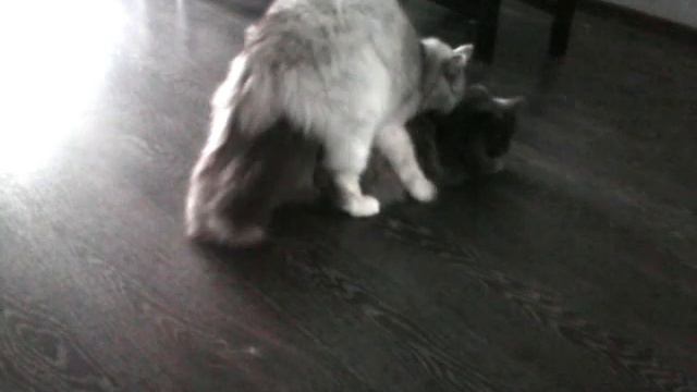 Кастрированный кот Лизон пикает Скрипу.