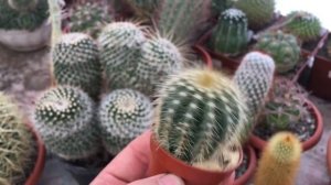 Нотокактус Вараси (Notocactus Warasii)