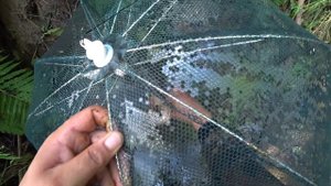 СКОЛЬКО ЖЕ РАКОВ В ЭТОМ РУЧЬЕ? Оставил КИТАЙСКИЕ РАКОЛОВКИ НА ЧАС ! Запускаем РАКОВ в свое ОЗЕРО !