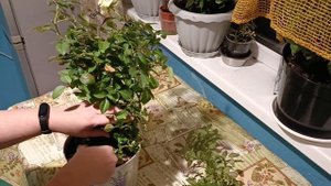 Основная обрезка комнатных роз осенью.