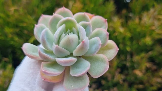 Echeveria Hanatsukiyo смотреть онлайн
