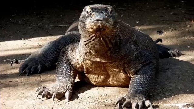 Жизнедеятельность организмов. Питание и пищеварение