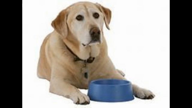 гипоаллергенный корм для собак смотреть онлайн