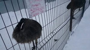 контактный зоопарк "Деревенька" Вологда # Бурцево