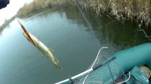 Потерял Major Craft Dodger.  Щучки на TsuYoki Draga 130