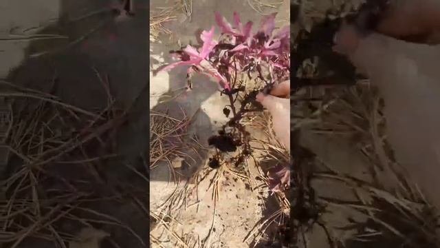 Хранение ипомеи батат зимой.