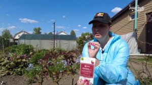 Не ждите пока гусеницы съедят ваши розы – опрыскивайте!