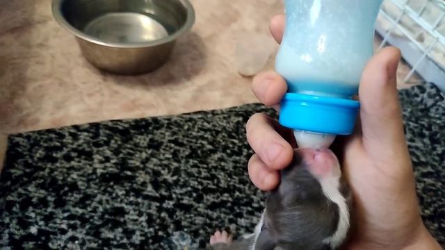 Щенки Амстаффа день/Щенки становятся крепче/ Бронирование щенков? смотреть онлайн