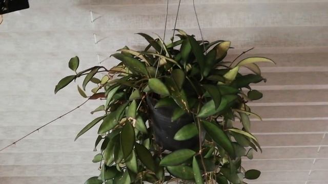 18 марта 2020 г. Комнатные растения. Мои новиночки. смотреть онлайн