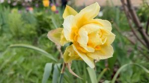 Нарцисс Manly(NarcissusDouble Flowering Manly) #нарцисс#NarcissusDoubleManly #нарциссжелтыймахровый