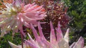 Коллекция георгин 2020 Кактусы часть 3