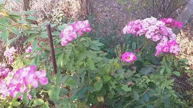 Лавандер Дрим роза 2022год. смотреть онлайн