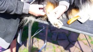 Шелти. Стрижка лап