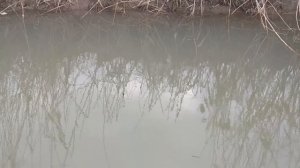 Пришел погонять карасика а поймал .... ..mp4