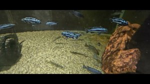 Молодёжь малавийских цихлид