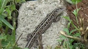 ящерицы россии видео про ящериц как живут живородящие ящерицы в дикой природе тритоны