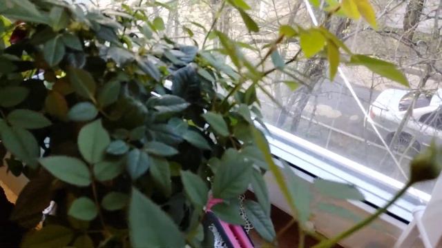 Я ИХ КУПИЛА!!!! мои любимые розы КОРДАНА взяла все,что были . теперь и у меня будет розарий! смотреть онлайн