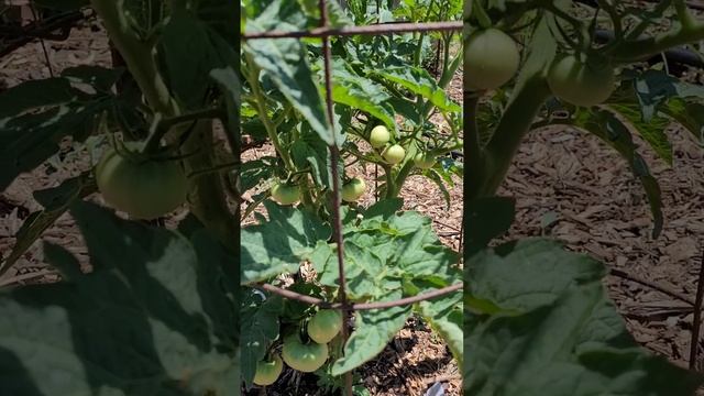 Tomatoes and More Tomatoes! The Tasmanian Chocolate Dwarf Is Loaded!