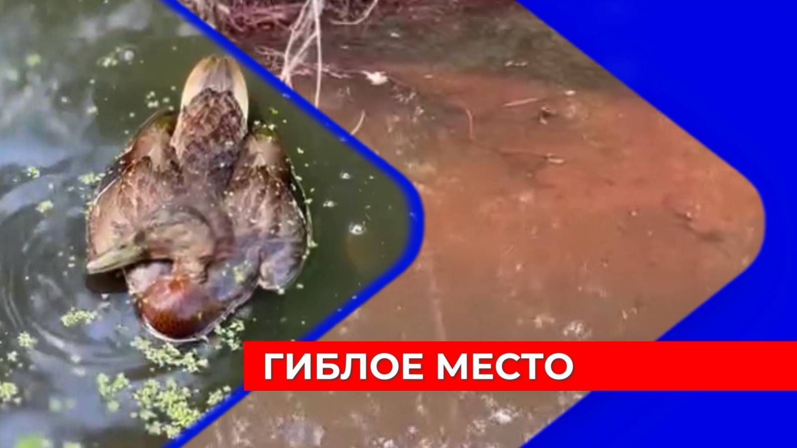 Обнаружен вероятный источник загрязнения Борзовки с массовой гибелью диких уток