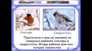 Проект Живая природа зимой.Окружающий мир 2 класс