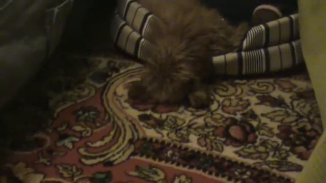 Устала как собака. смотреть онлайн