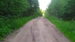 Щенок русской пегой гончей 3.5 месяца