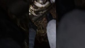 РЫБАЛКА С ОСТРОГОЙ. БЕЗ ЦЕНЗУРЫ!!!!