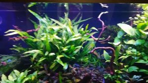 Аквариум 200 литров. 8 месяцев с момента запуска.