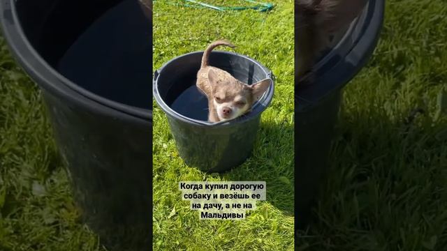 🤣 #чихуахуа #собака #юмор #chihuahua #dog #dogs #cобаки #cane #dogvideo #치와와 #チワワ #犬 #狗