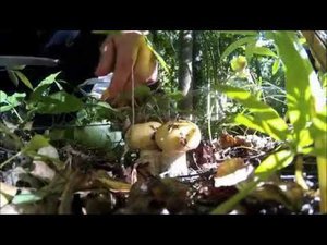 Эксклюзивная охота, собираю валуи